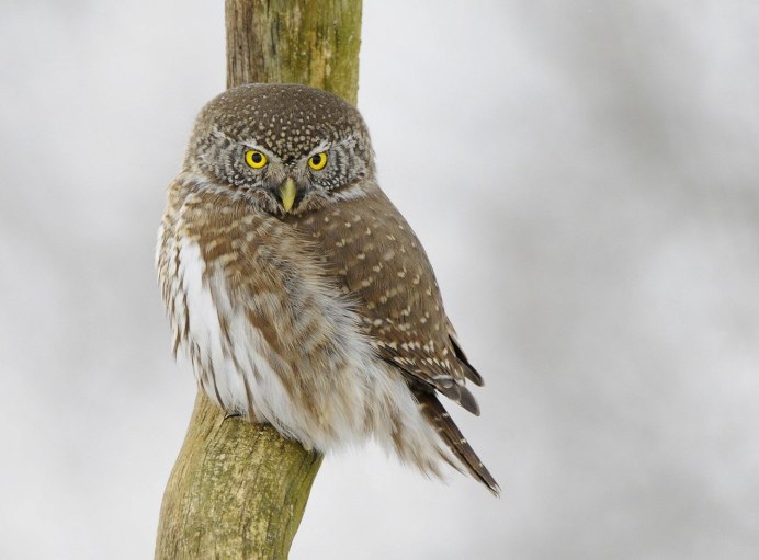 Филин Сыч сипуха