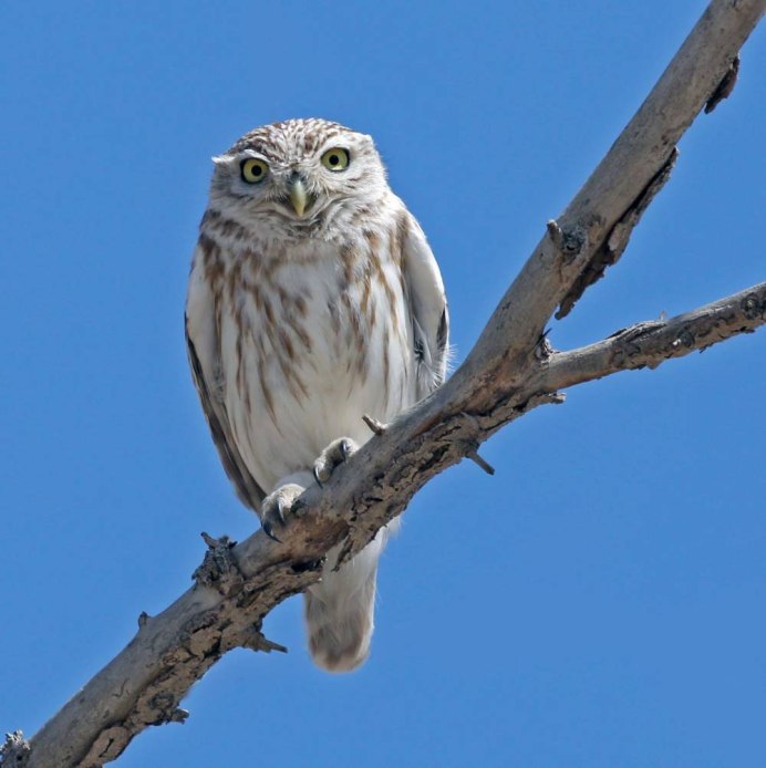 Птица трипиздень