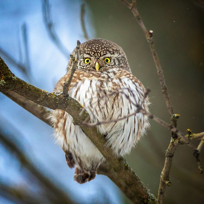 Белый сычик