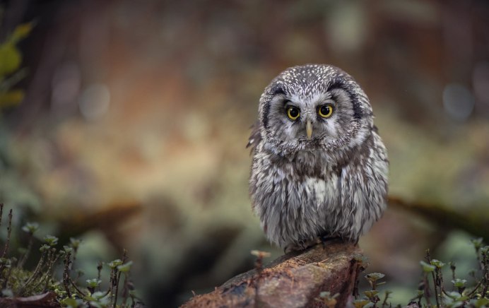 Белый Сыч фото