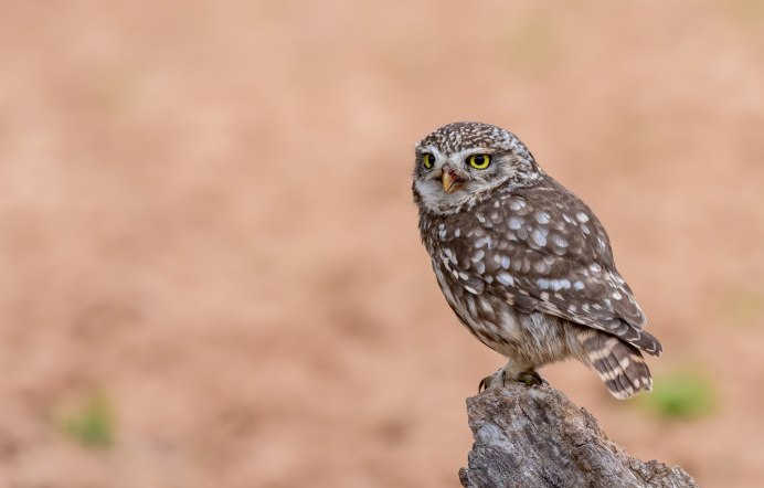 Кроличий Сыч недовольный