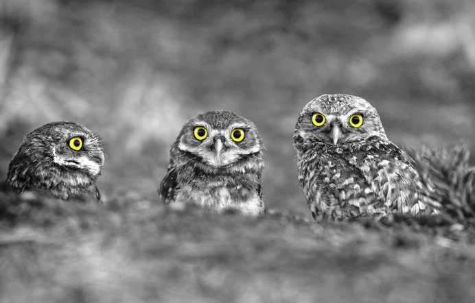 Новошотландский мохноногий Сыч