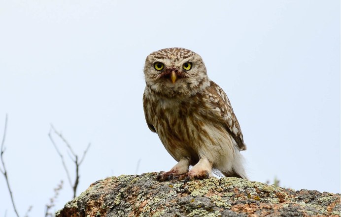 Рыжий воробьиный Сыч