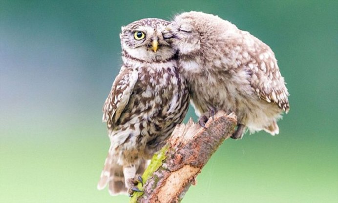 Сыч белый