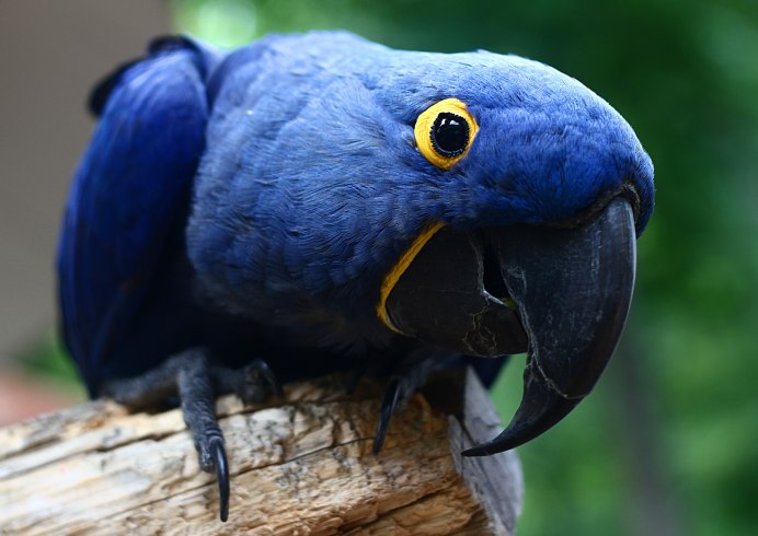 Blue-Rumped Parrot