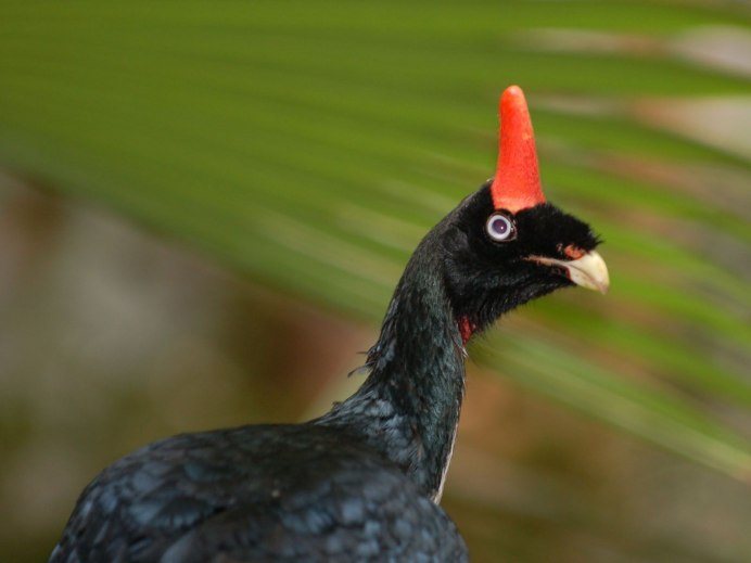 Wattled Curassow