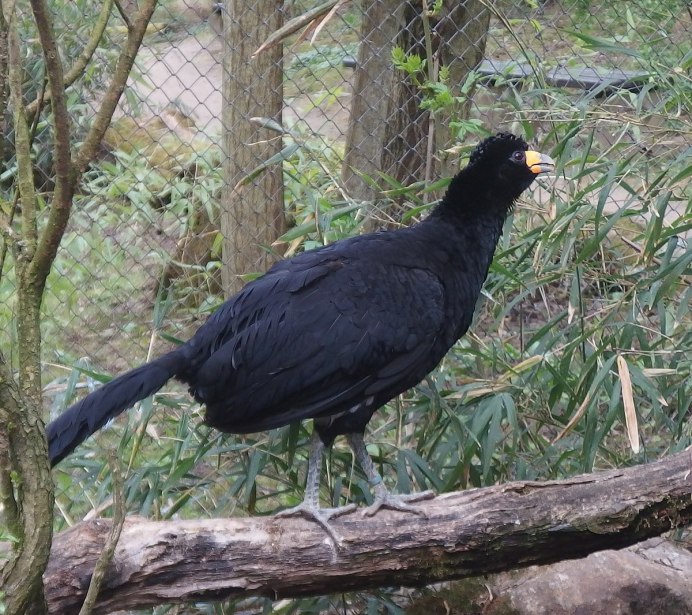 Black Guan Bird