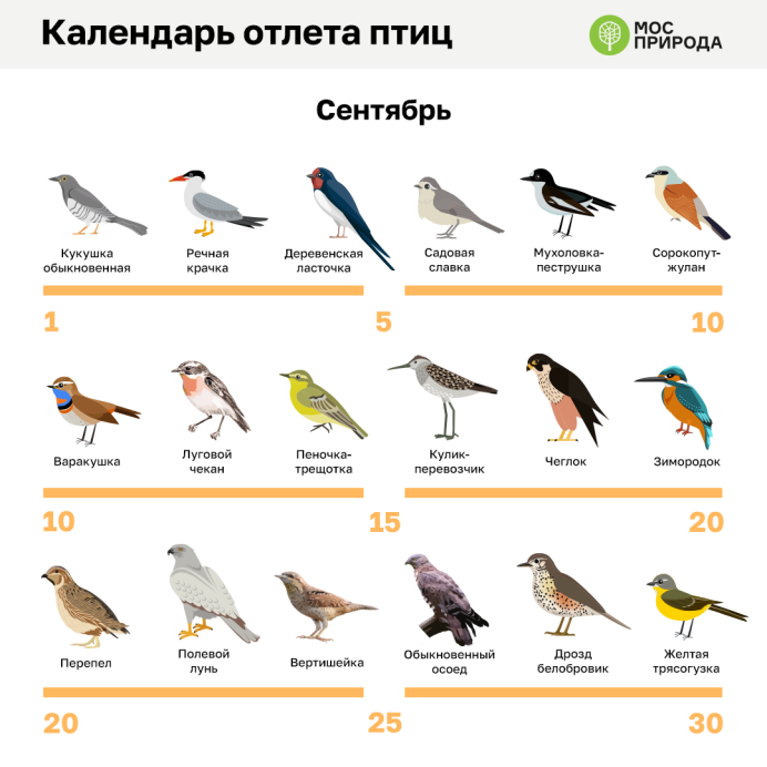 Клин перелетных птиц
