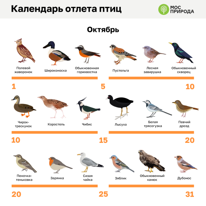 Вереница гусей фото