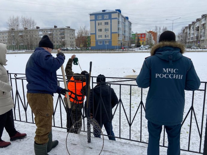Перелётные стаи свиристели