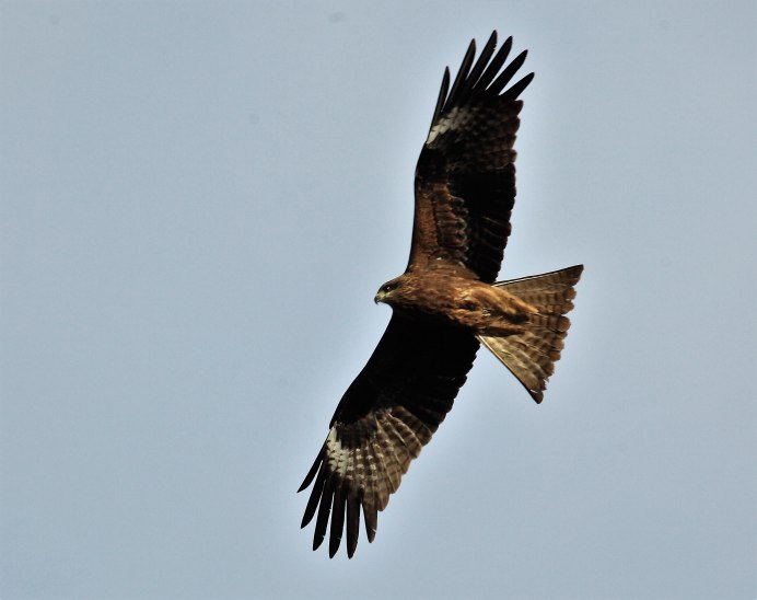 Milvus Migrans head.