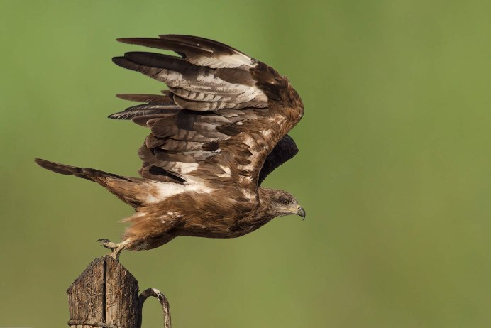 Черный Коршун Milvus Migrans