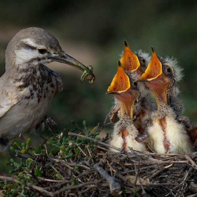 Утка Мандаринка с утятами