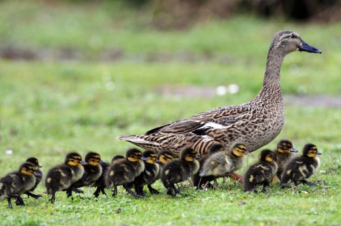 Дикие гуси с гусятами