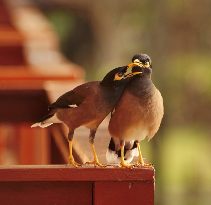 Лебеди с лебедятами Руднянский район Волгоградской области