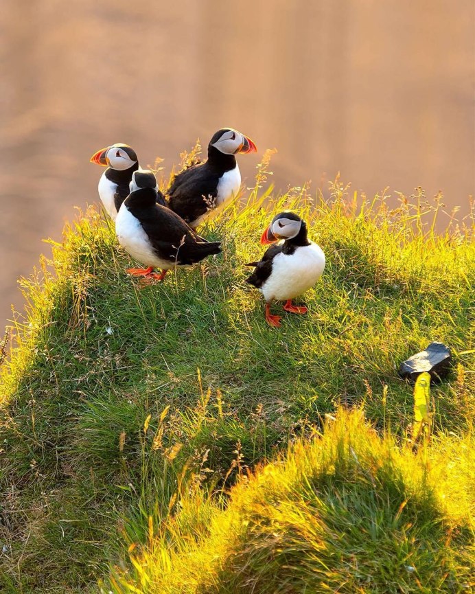 "Белоголовый Орлан"