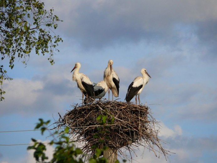 Птицы в деревне