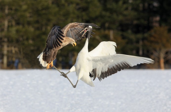 Слеток соловья