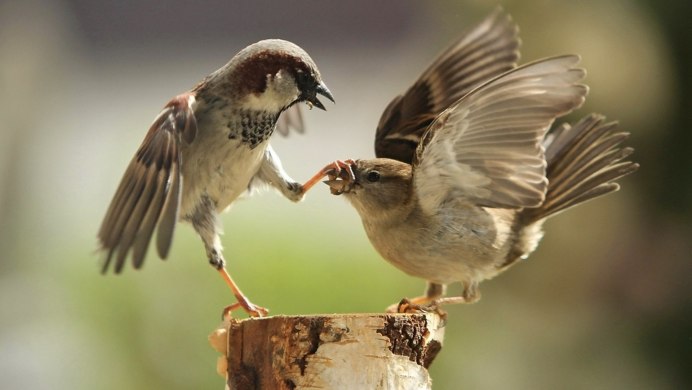 Семейники у птицы