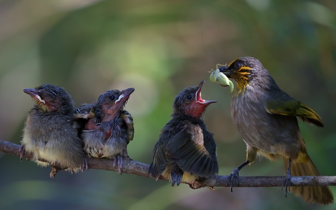 Птица Сокол дербник