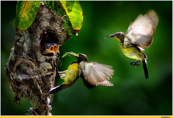 Птицы с потомством