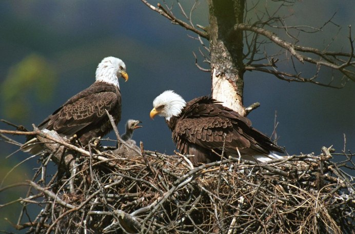 Моногамные птицы
