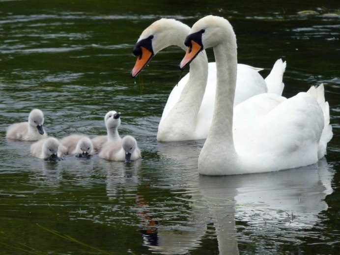 Летние птицы