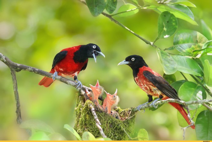 Птенцы семейства журавлиных