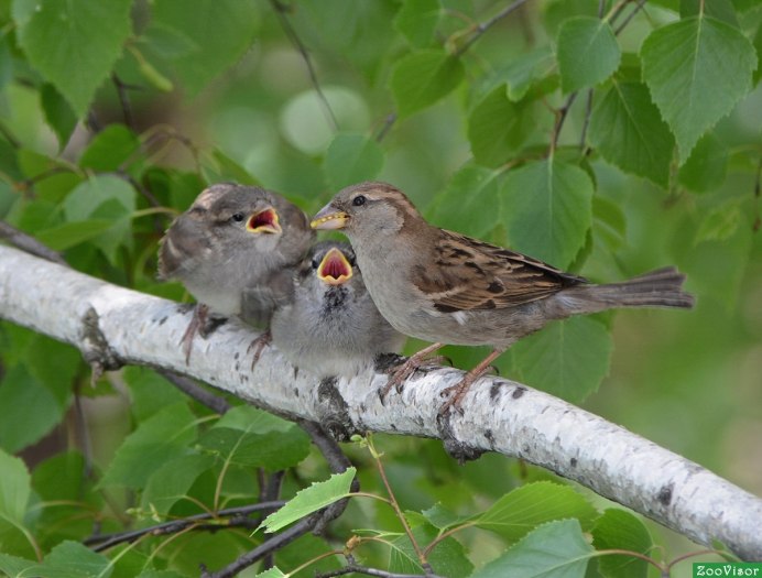 Птицы утром поют