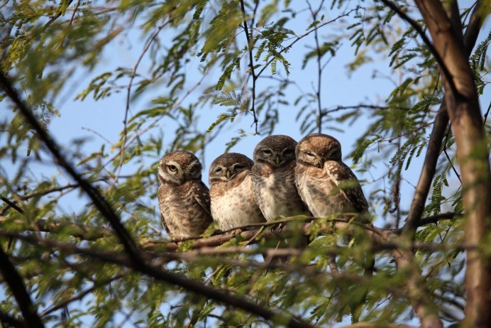 Маленькие воробьи птенцы