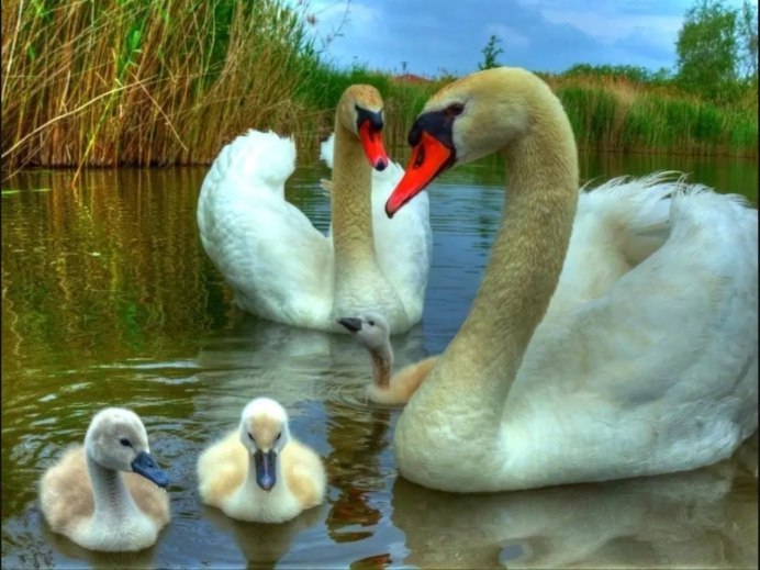 Семья лебедей