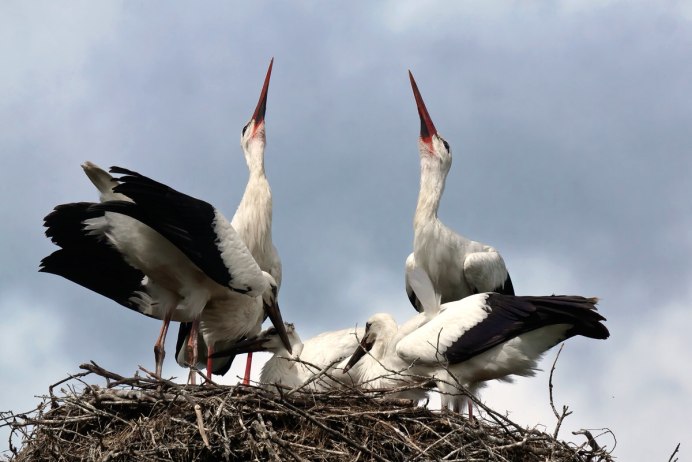 Гнездо черного аиста