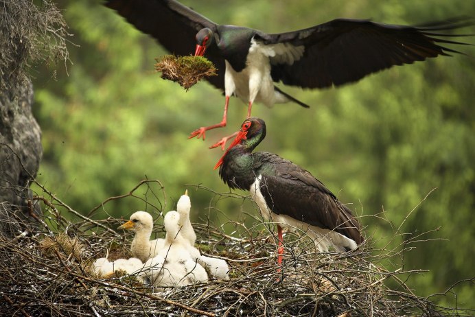 Поющие птенцы