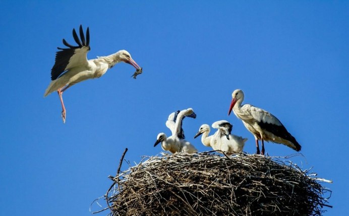 Красивый Аист