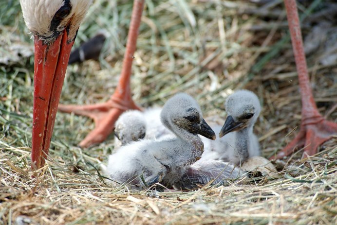 Изумрудный кольчатый ожереловый попугай
