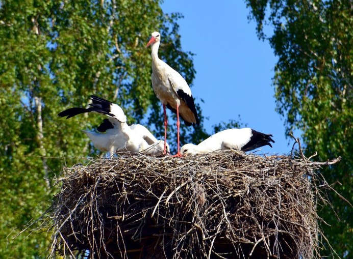 Птенец аиста