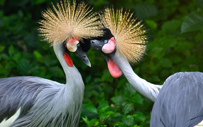 Серебристая Чайка слеток