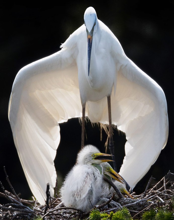 Дикие гуси казарка