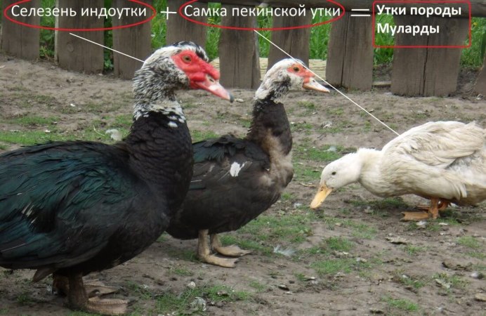 Утка-Гусь Мулард