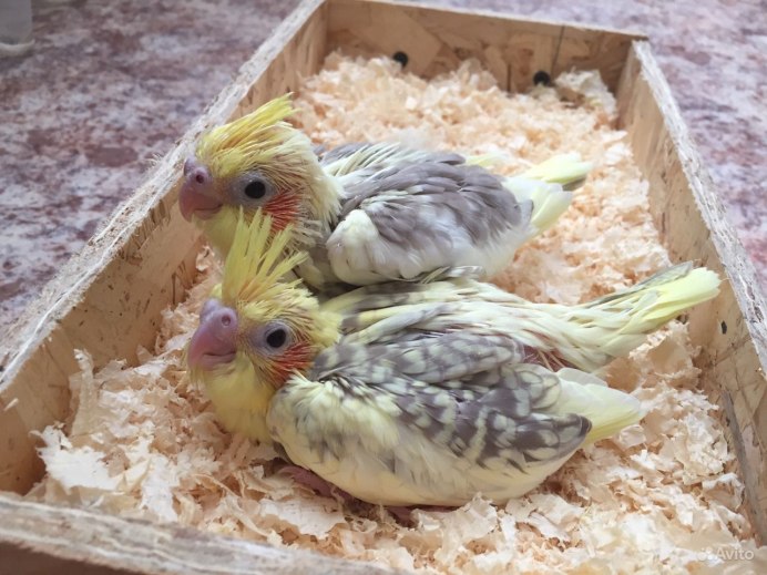 Корелла спаривание