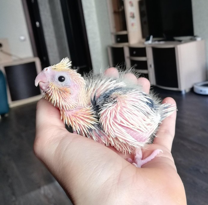 Корелла сидит в кормушке