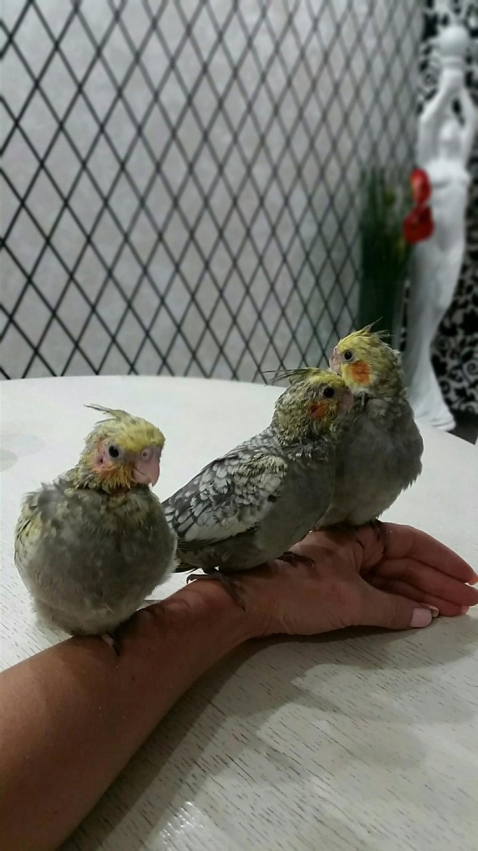 Попугай корелла птенец