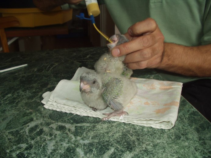 Лысый попугай корелла