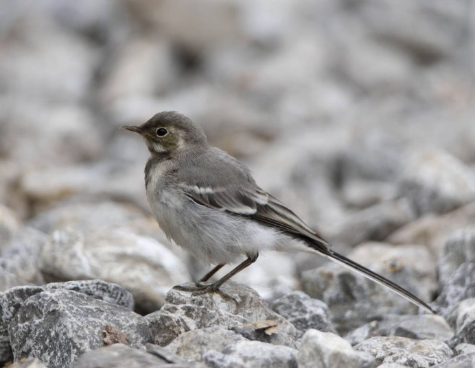 Синица серая (Parus cinereus)
