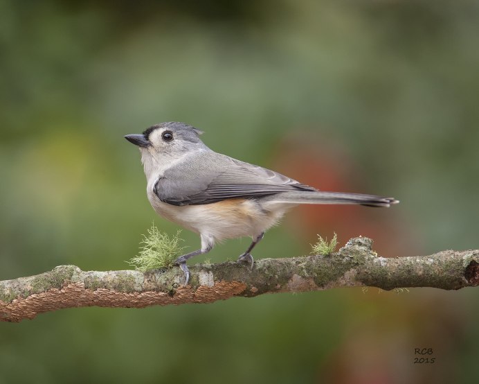 Dumetella carolinensis