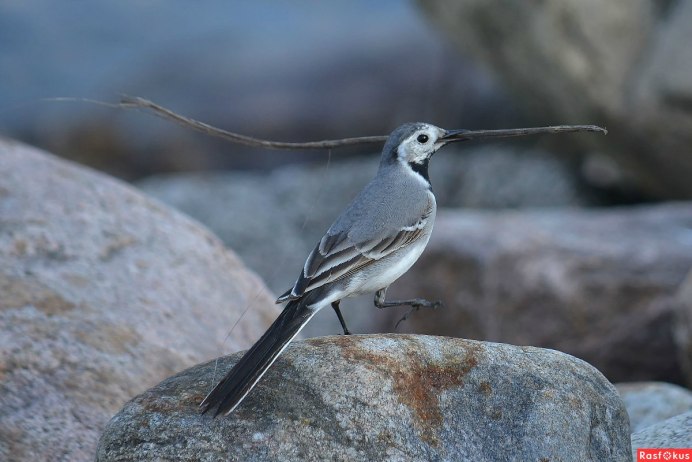 Серая мухоловка (Muscicapa striata)