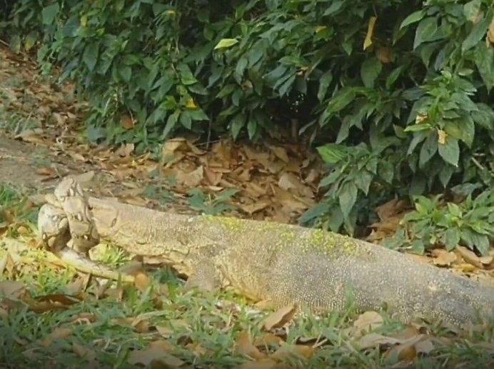 Крокодиловая ферма Самутпракарн (Samutprakarn Crocodile Farm)