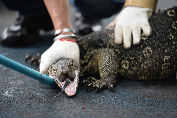 Comodo Lizard