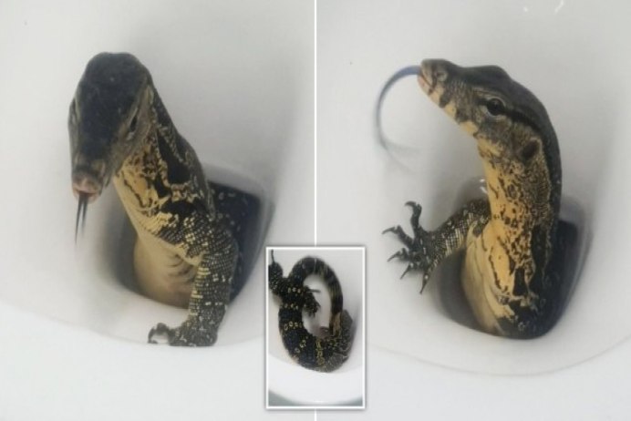 Водяной Варан Сальватор