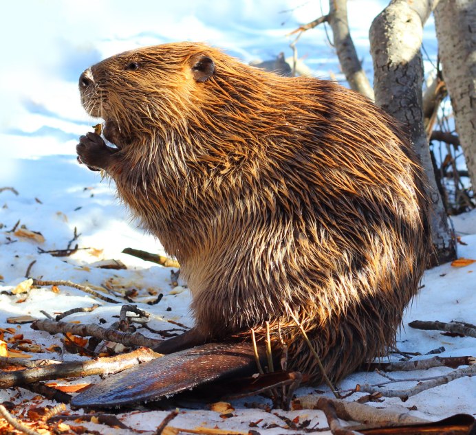 Канадский Бобр (Castor canadensis)